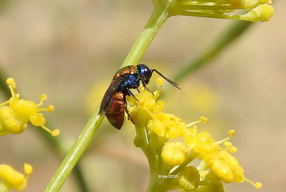 ID Chrysididae: Holopyga sp.